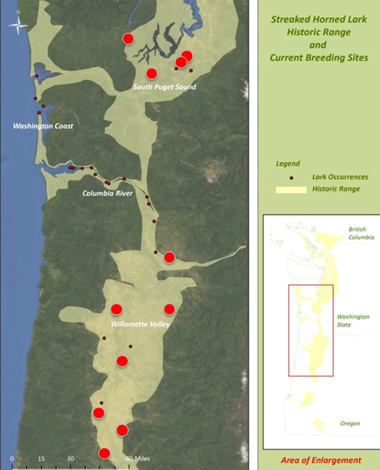 streaked-horned-lark-range-map